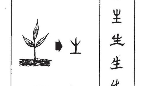 中草药独活的作用网—知名的独活中药材功能主治网站,分享中草药独活的作用与功效知识
